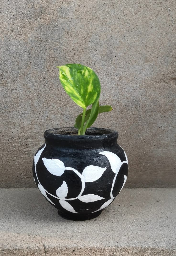 Money Plant in Ceramic Pot